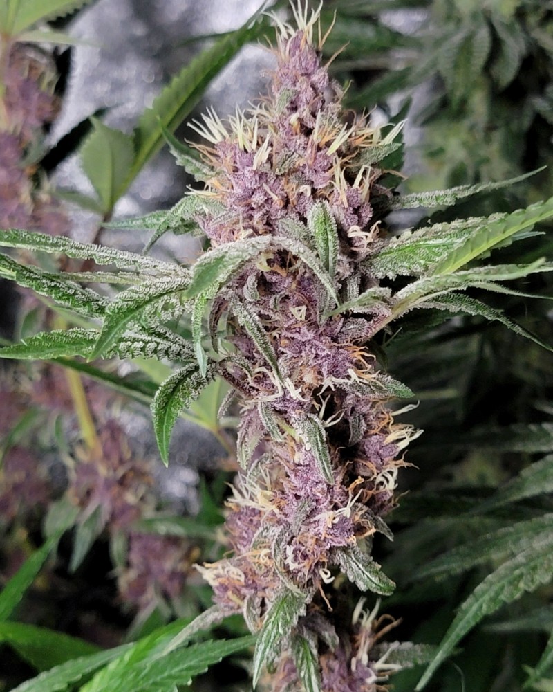 IMG_20211108_182835_364