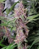 IMG_20211108_182835_364