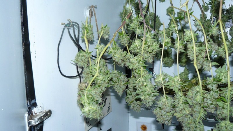 2nd drobe harvest,new cf vks 002