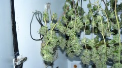 2nd drobe harvest,new cf vks 002