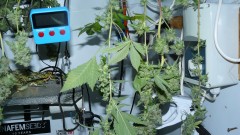 2nd drobe harvest,new cf vks 005