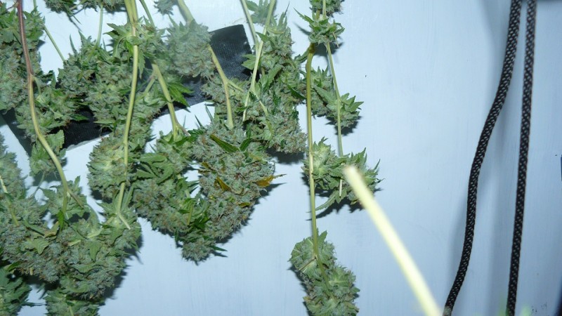 2nd drobe harvest,new cf vks 007