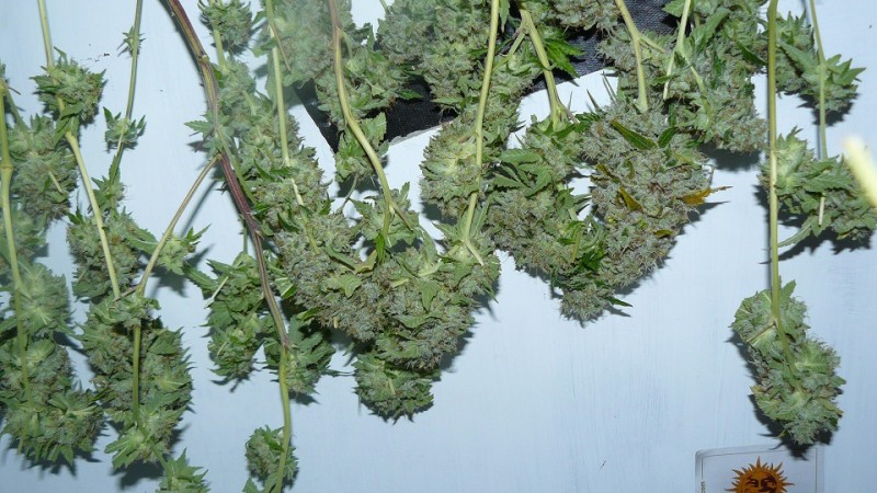 2nd drobe harvest,new cf vks 008