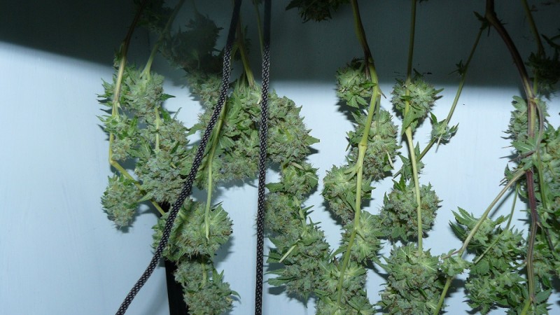 2nd drobe harvest,new cf vks 010