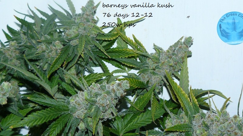 2nd drobe harvest,new cf vks 015