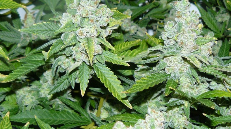 2nd drobe harvest,new cf vks 018