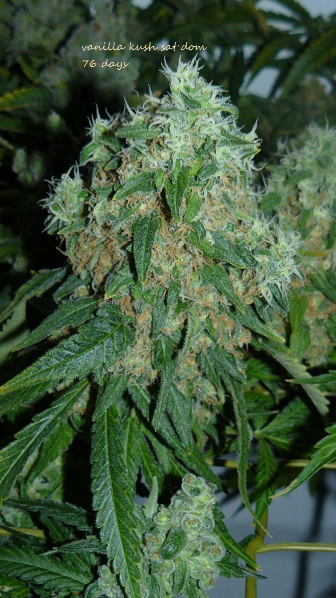 2nd drobe harvest,new cf vks 026