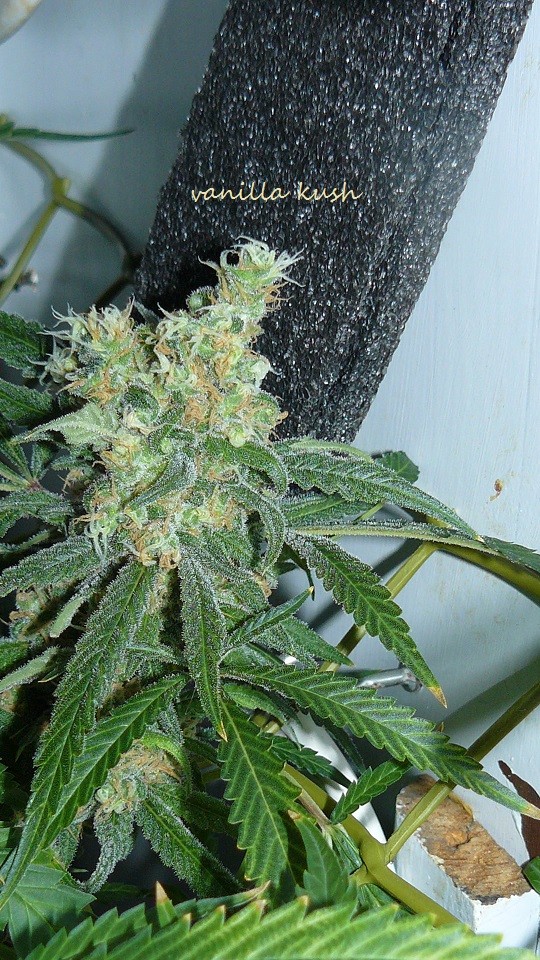 2nd drobe harvest,new cf vks 030