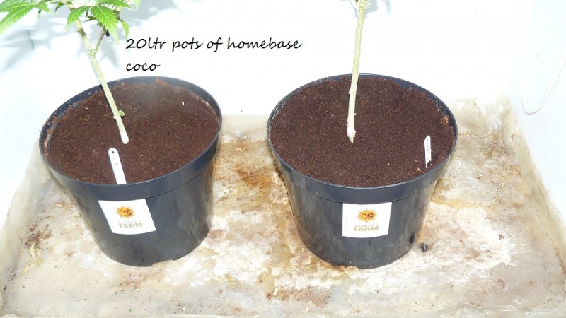 2nd drobe harvest,new cf vks 036