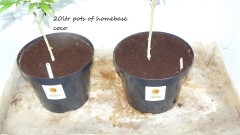 2nd drobe harvest,new cf vks 036