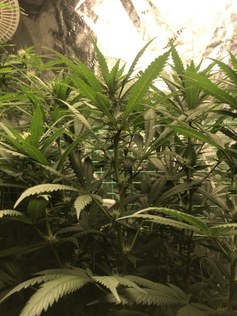 3A655FEE-8167-4E9A-9FF9-397D408E1075