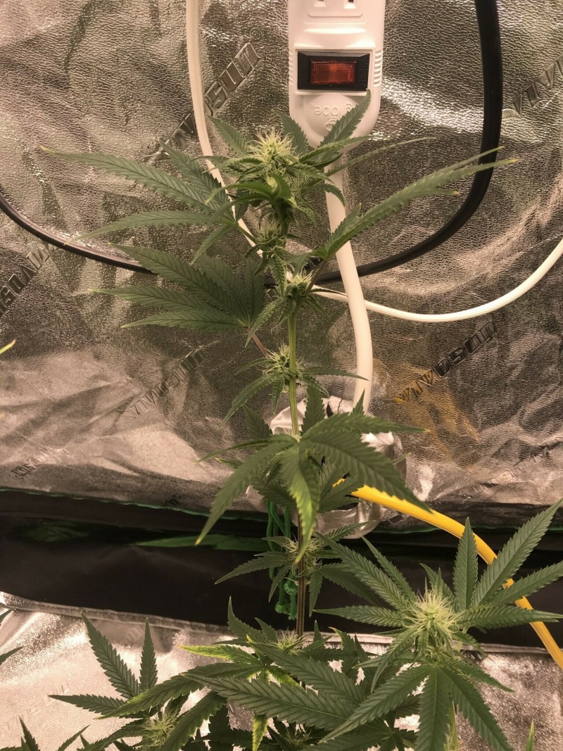 A3FA5229-990E-4CEF-A3DC-86FC7C066926