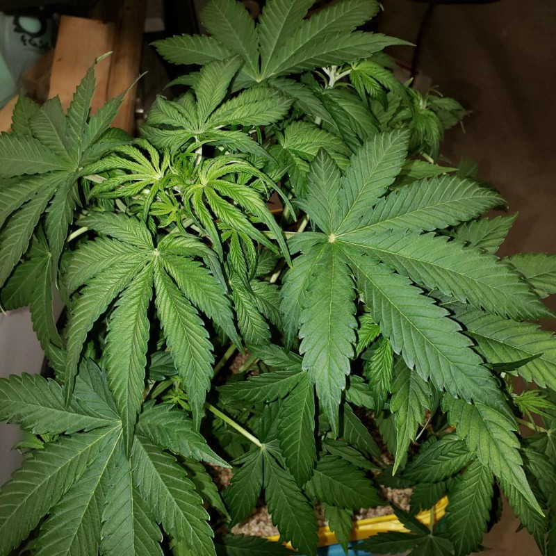 16365124032437931875274452766899