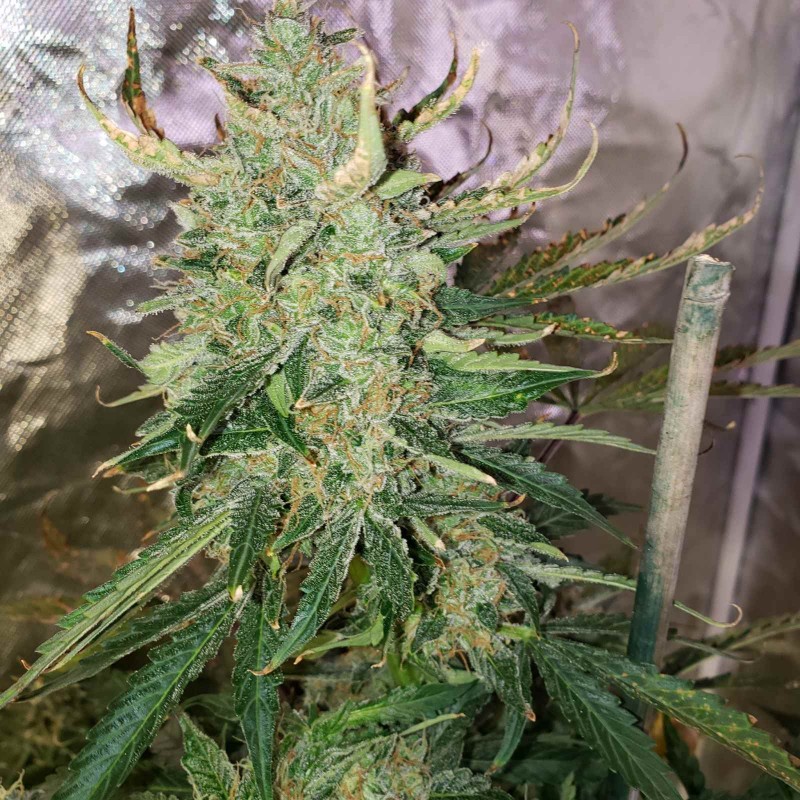 16365127316367320956436887322626