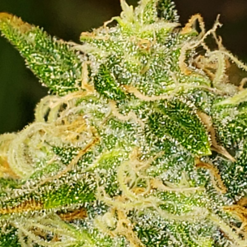 16365128725748308683473938580526