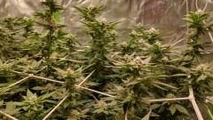 IMG_20211110_083149448_HDR