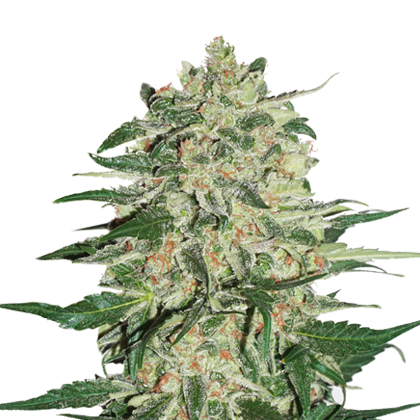 big_bud Fem