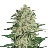 big_bud Fem