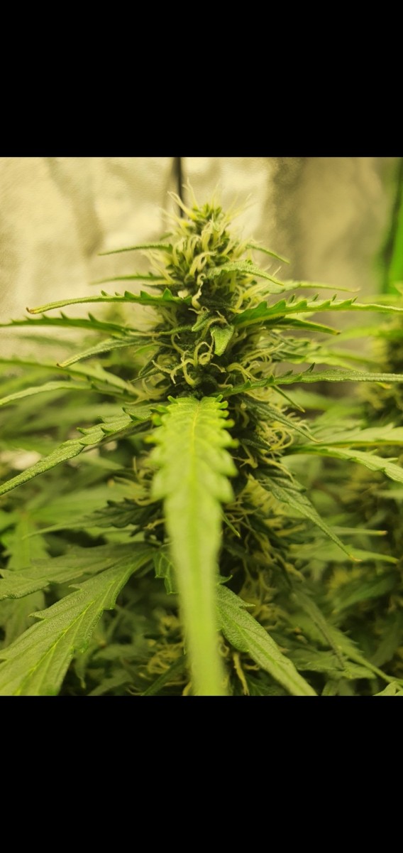 Screenshot_20211111-111117_Gallery