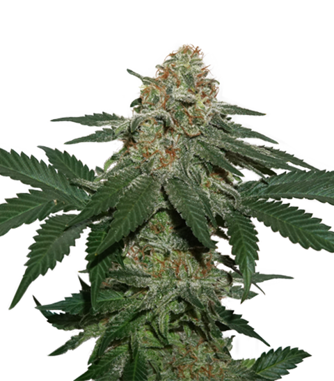 grandaddy_confidential kush