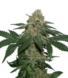 grandaddy_confidential kush