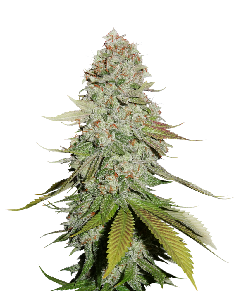 sticky-monkey-gg-_4
