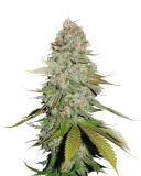 sticky-monkey-gg-_4