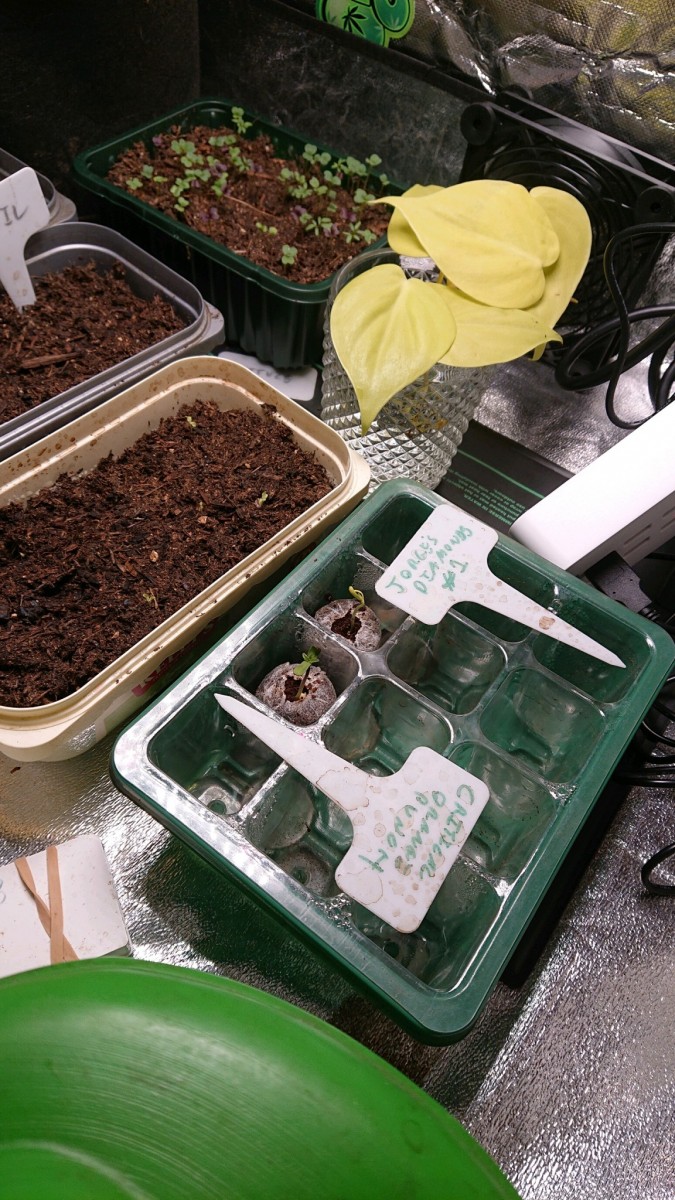 obscura1636730005461