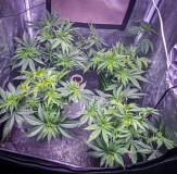 D4DE5DD9-FCDF-4882-8427-9247A8908BEB