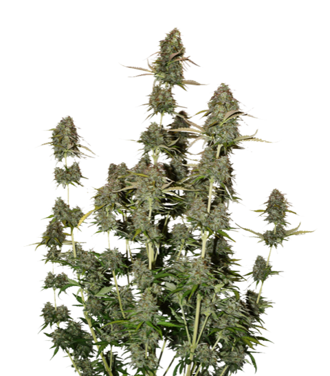 bcn-power-plant-auto