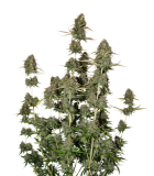 bcn-power-plant-auto