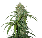 cbd-silver-lime-haze Auto