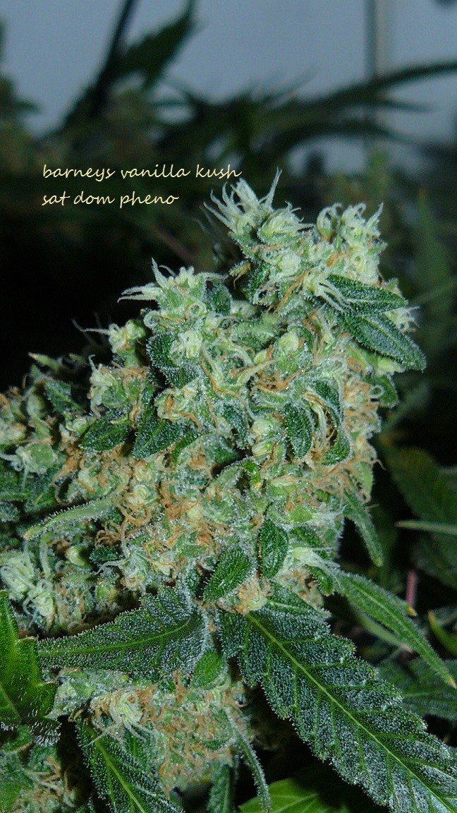 new start,harvest etc 14 11 21 006