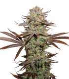 sticky_fingers_auto
