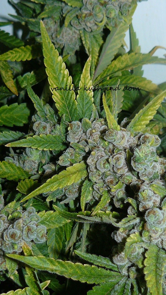 new start,harvest etc 14 11 21 013