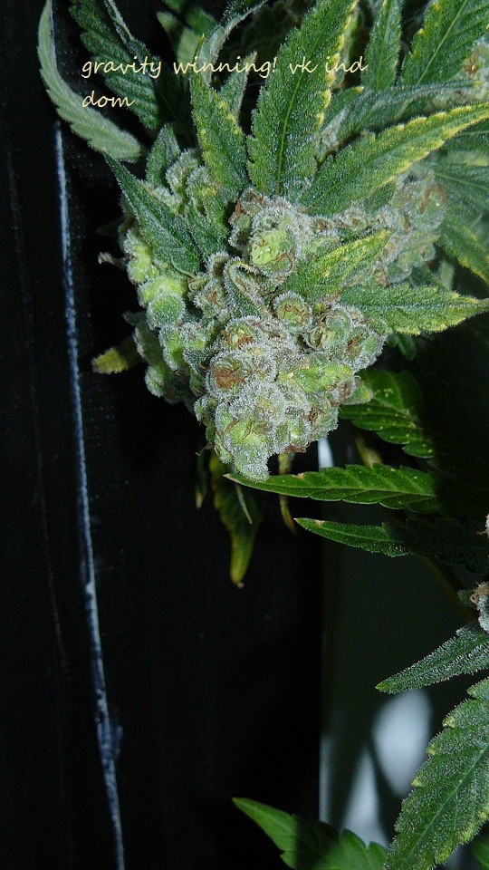 new start,harvest etc 14 11 21 018