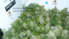 new start,harvest etc 14 11 21 021