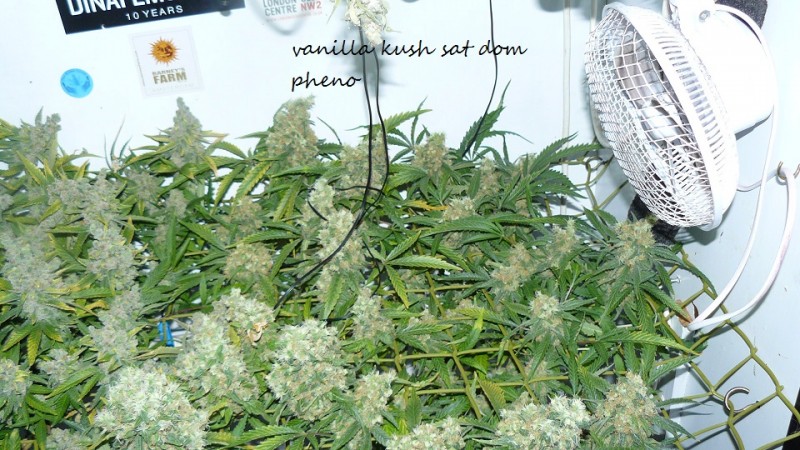 new start,harvest etc 14 11 21 022