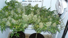 new start,harvest etc 14 11 21 038