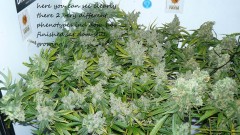 new start,harvest etc 14 11 21 039