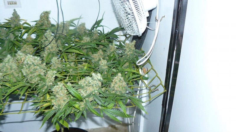 new start,harvest etc 14 11 21 040