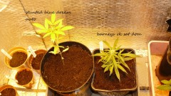 new start,harvest etc 14 11 21 042