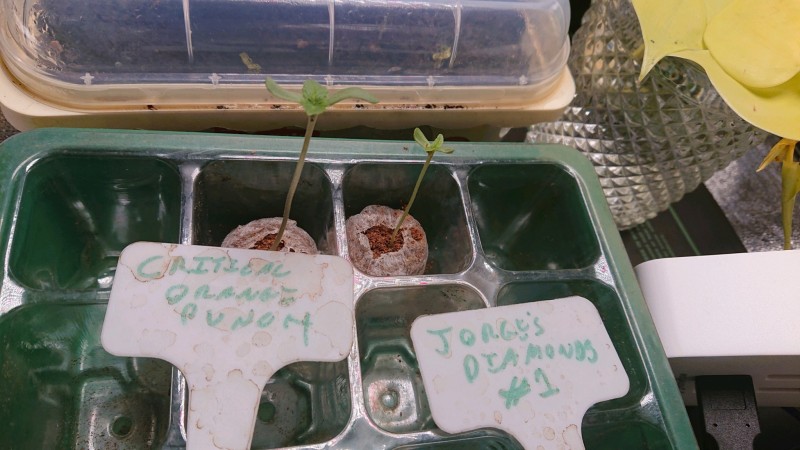 obscura1636928639490