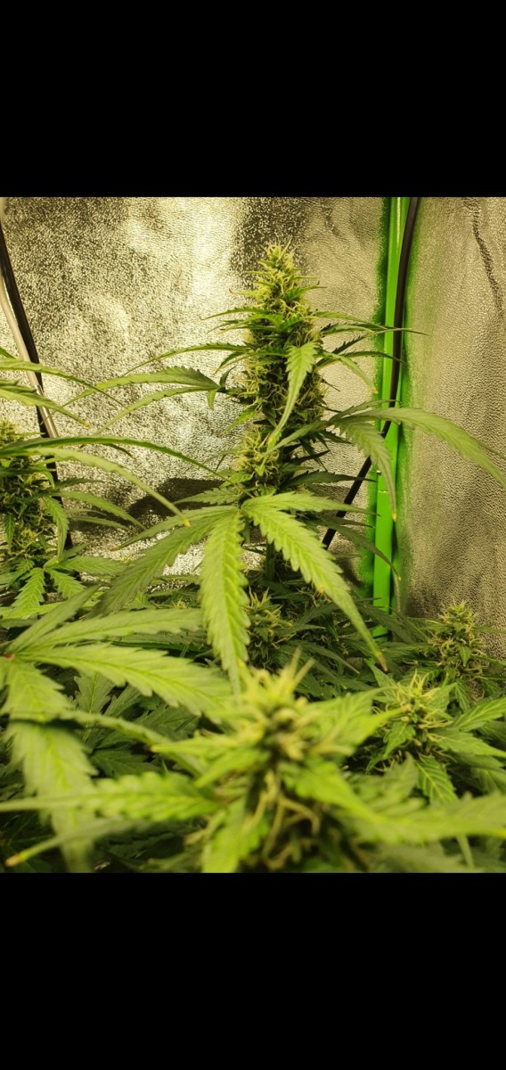 Screenshot_20211115-202459_Gallery