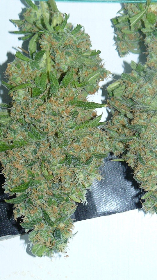 vk harvest part 1 003