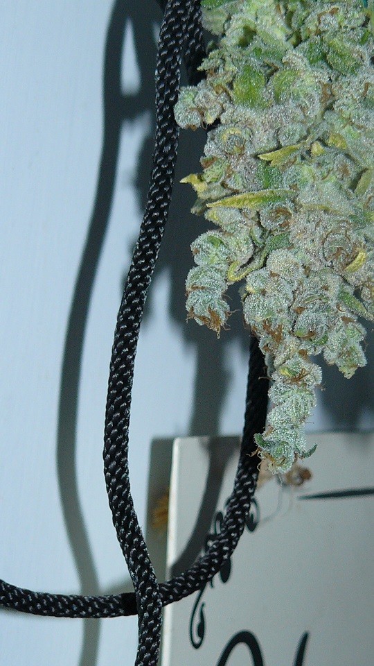 vk harvest part 1 007