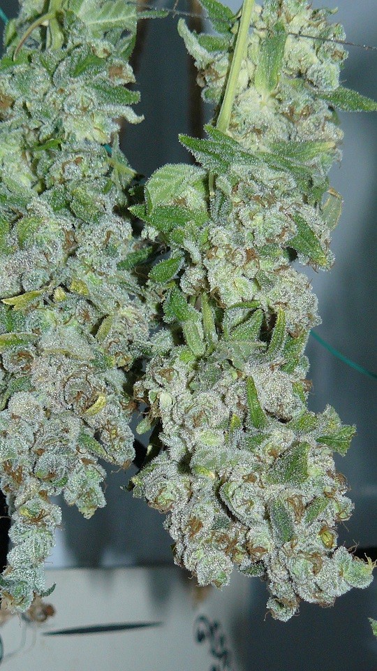 vk harvest part 1 008