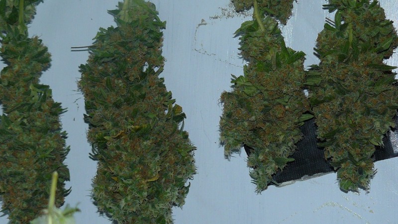 vk harvest part 1 013