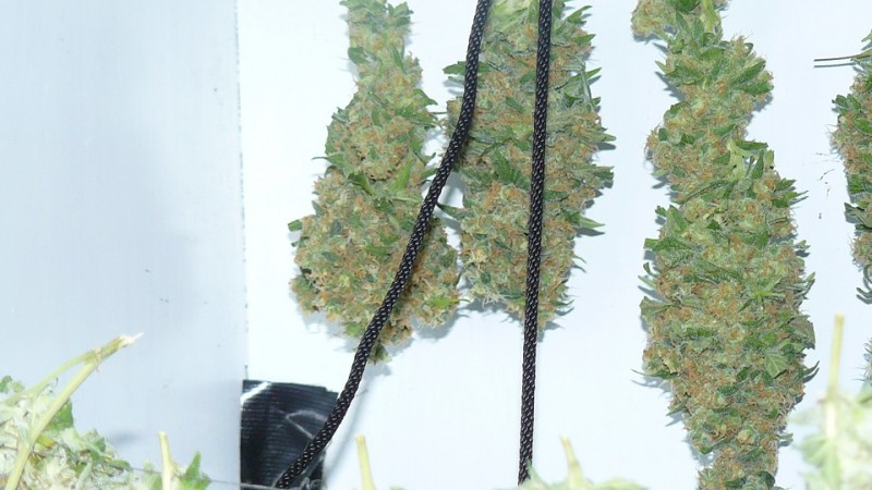 vk harvest part 1 014