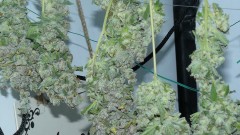 vk harvest part 1 016